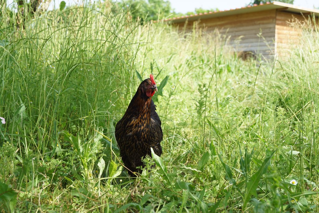 Une poule aventurière au milieu de la végétation.