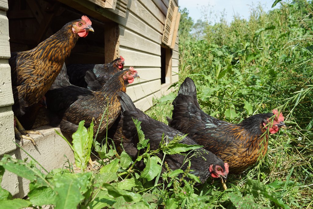 Toute première sortie des jeunes poulettes dans leur nouveau jardin verdoyant.